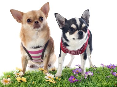 giyinik chihuahuas