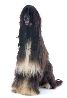 Afgan köpek