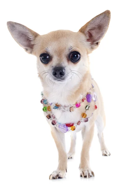 Chihuahua y collar —  Fotos de Stock