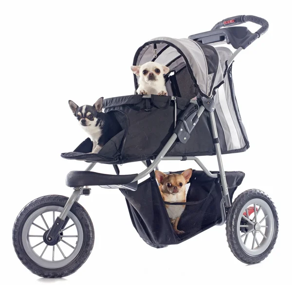 Chihuahuas in pushchair — Stock Photo, Image