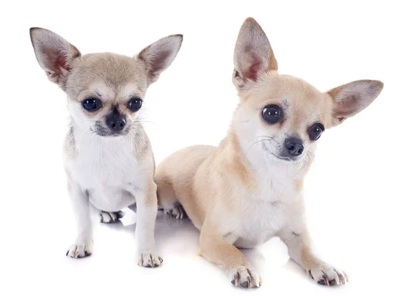 Yavru ve yetişkin chihuahuas — Stok fotoğraf