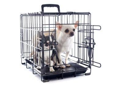 Chihuahua köpek kulübesi