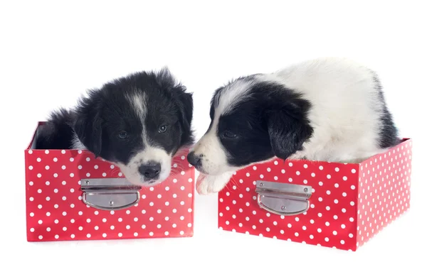 Filhotes de cachorro borda collie em uma caixa — Fotografia de Stock