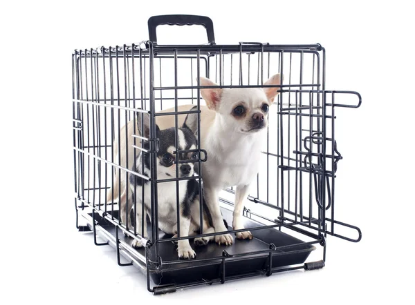 Chihuahuas in kennel — Stock Photo, Image