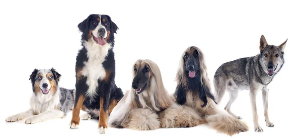 Vijf honden — Stockfoto