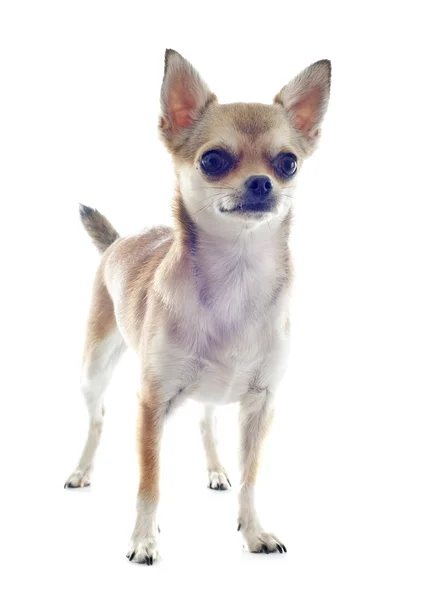 Szczeniak chihuahua — Zdjęcie stockowe