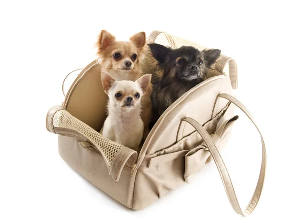 Travel bag and chihuahuas — Stock Photo, Image