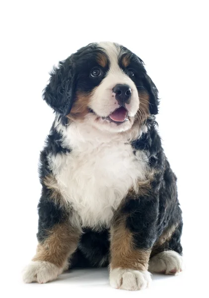 Filhote de cachorro bernese moutain cão — Fotografia de Stock