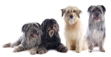 Pyrenean sheepdogs