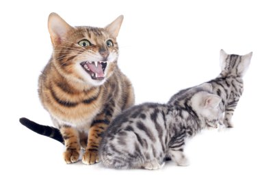 Bengal yavru ve anne