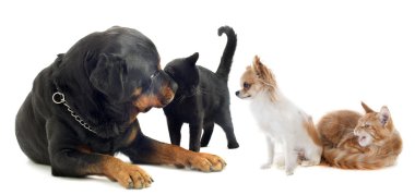 köpekler ve kediler