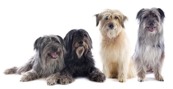 Pyrenean sheepdogs — Stok fotoğraf