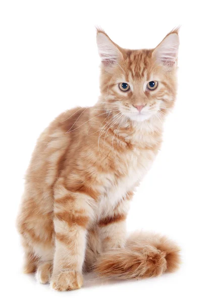 Maine coon kitten — Stock Photo, Image