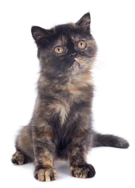 Exotische shorthair kitten — Stockfoto