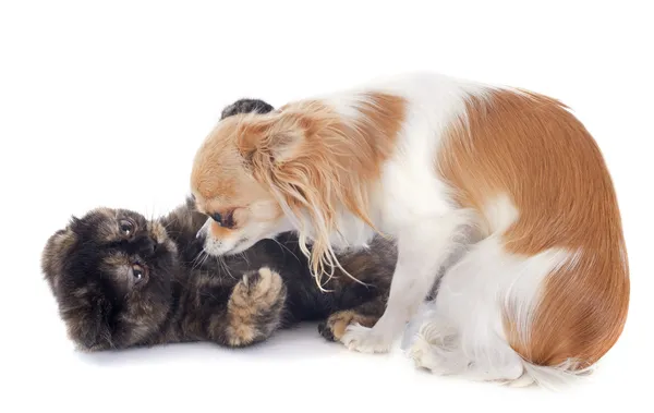 Katze und Hund spielen — Stockfoto