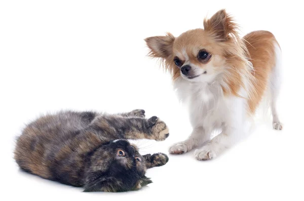 Gato y perro jugando — Foto de Stock