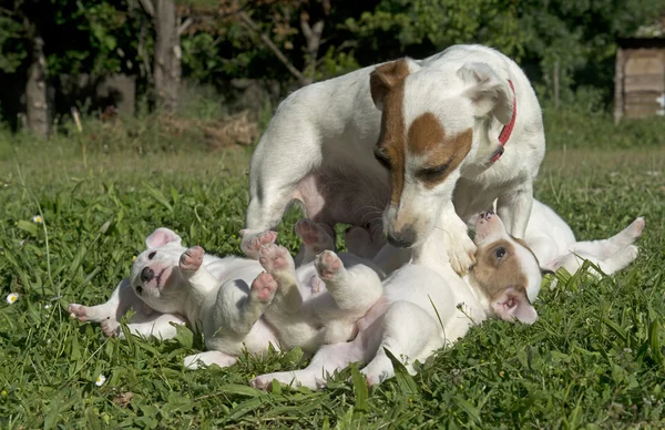 Familie jack russel terrier — Stockfoto