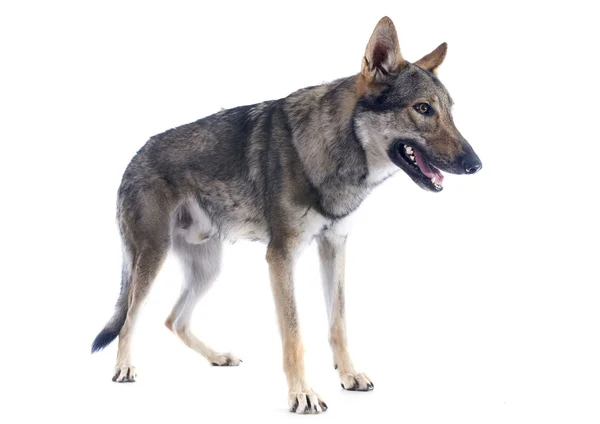 Czechoslovakian Wolfdog — Stock Photo, Image