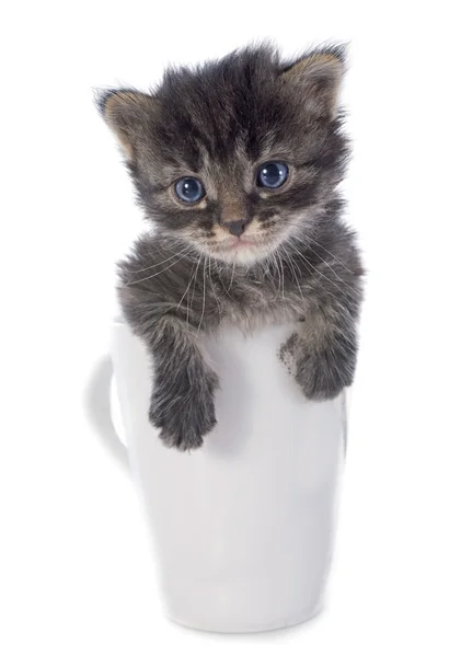 Kattunge i vattenglas — Stockfoto
