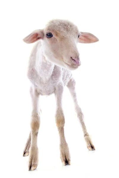 Young lamb — Stock Photo, Image