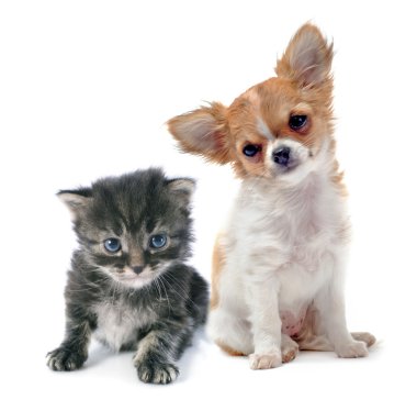 chihuahua köpek ve kedi