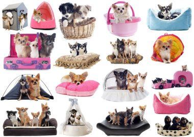 yatakta küçük köpekler