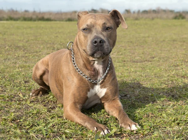 Amerikai staffordshire terrier — Stock Fotó