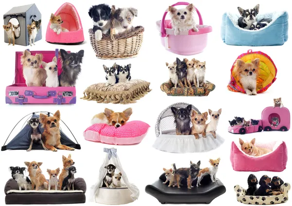 yatakta küçük köpekler