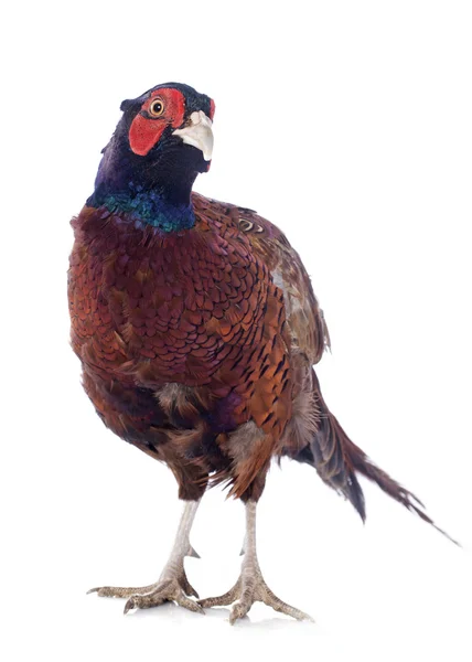Male European Common Pheasant — Stock Photo, Image
