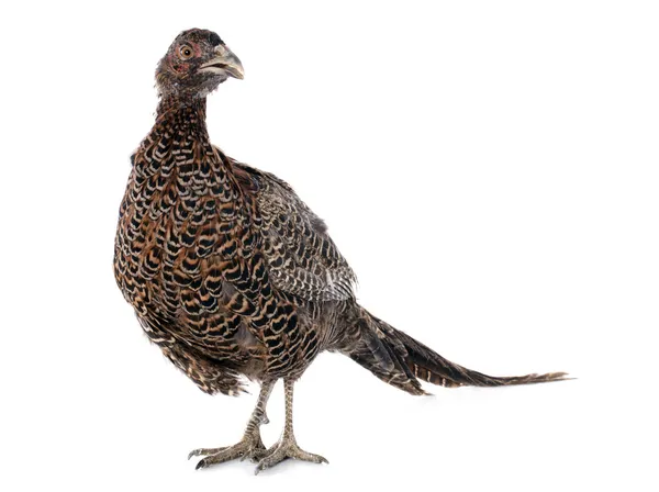 Female European Common Pheasant — Stock Photo, Image