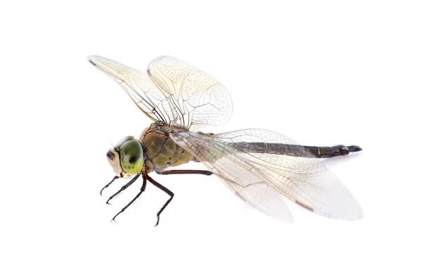 Hawker dragonfly — Φωτογραφία Αρχείου