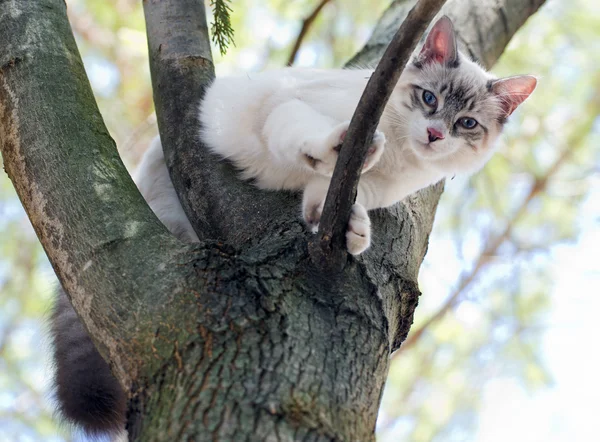 Birman kitten — Stock Photo, Image