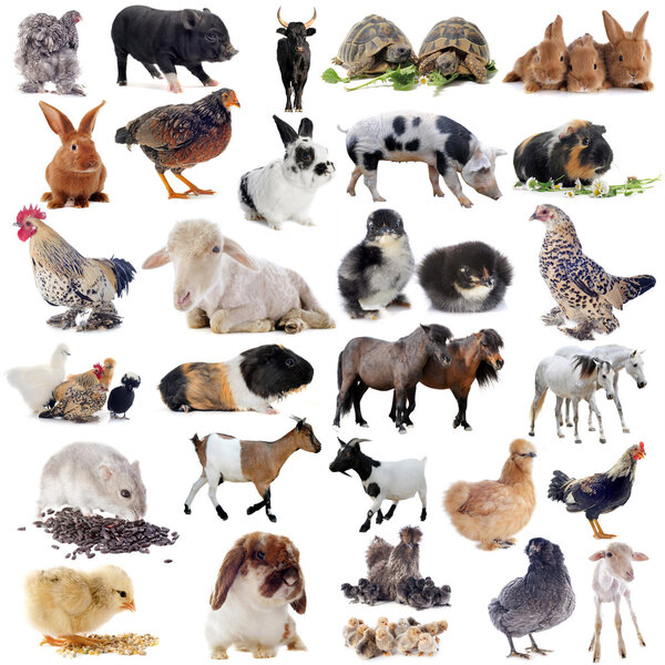 Animales de granja — Imagen de stock Animales de granja Fotos De Stock Sin Royalties Gratis