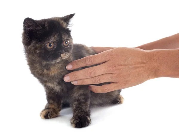Exotic Shorthair kitten — Stock Photo, Image