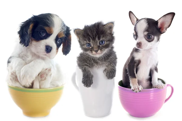 Котенок и щенки в чашке — стоковое фото