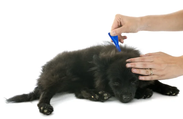 Zecken- und Flohprävention — Stockfoto