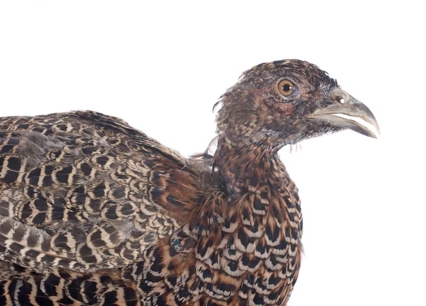 European Common Pheasant — стоковое фото
