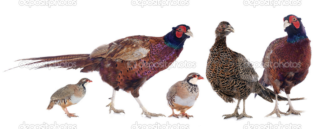 game birds