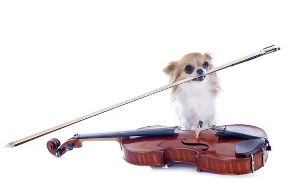 Violino e chihuahua — Fotografia de Stock