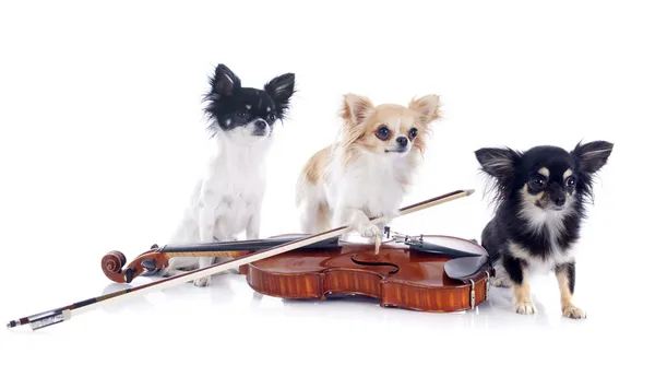 Violino e chihuahuas — Fotografia de Stock