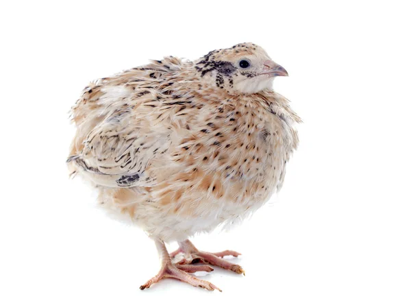 Brown quail — Stock Photo, Image