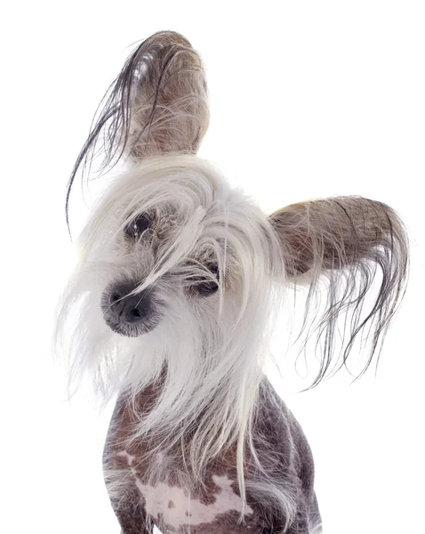 Perro cresta chino — Foto de Stock