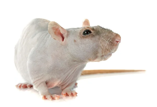 Naken råtta — Stockfoto