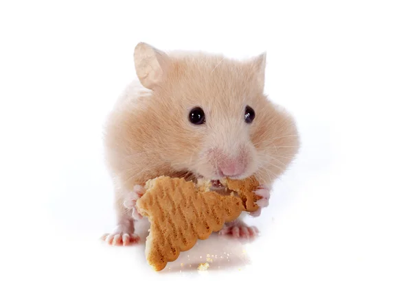 Hamster yeme — Stok fotoğraf