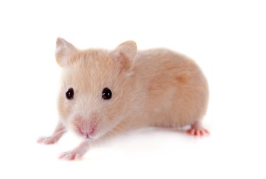 Genç hamster