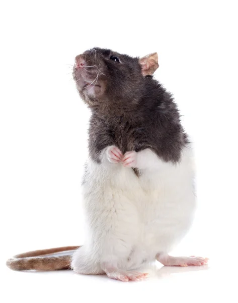 Domestic rat — Stock Photo, Image