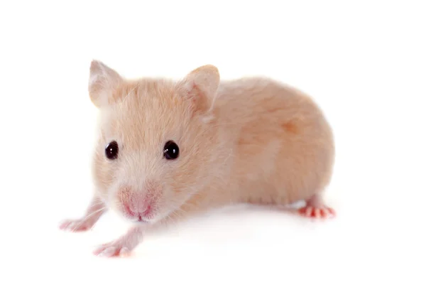 Young hamster — Stock Photo, Image