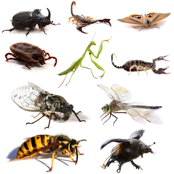 Insectos y escorpiones — Foto de Stock