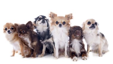 chihuahuas grubu