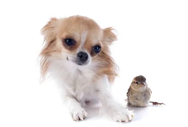 Chihuahua and sparrow — Stock Photo, Image